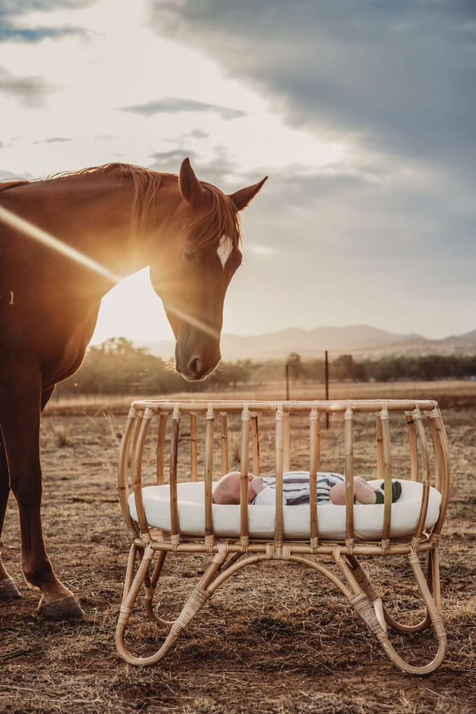 newborn baby outdoor shoot near Tamworth NSW. A horse overlooks the newborn in a crib as the sunsets
