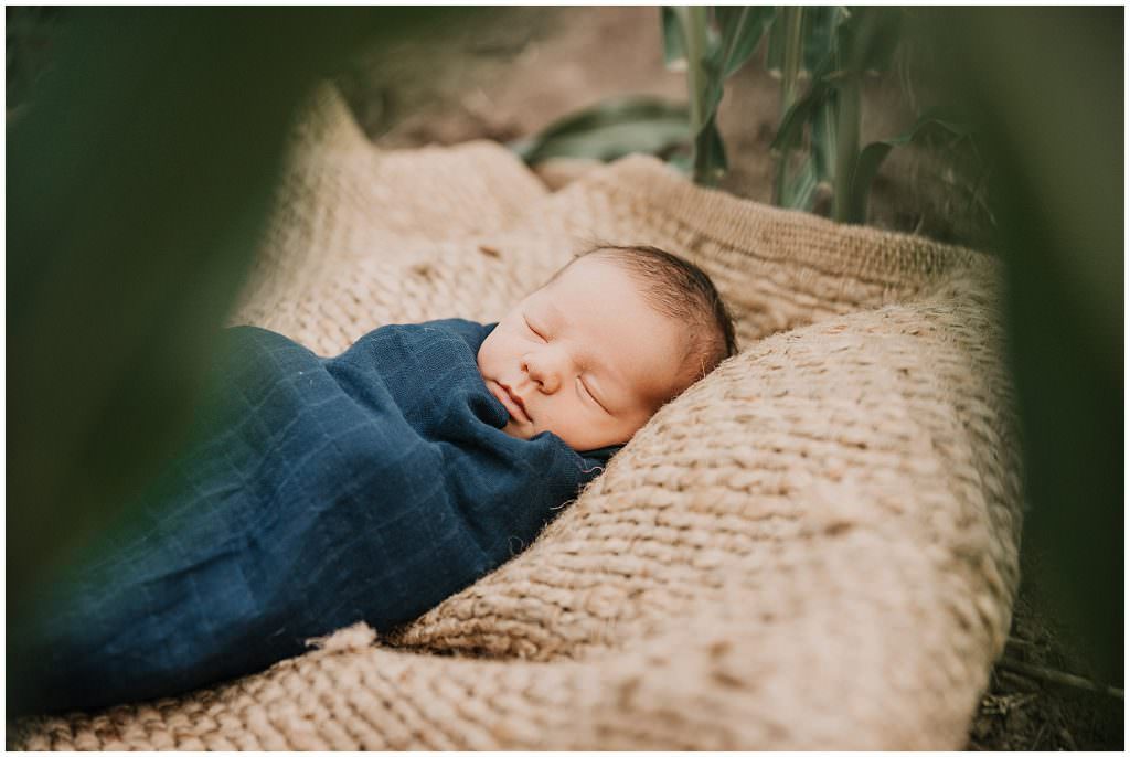 amongst a green corn crop a newborn baby in a blue wrap sleeps for a natural family shoot near Tamworth